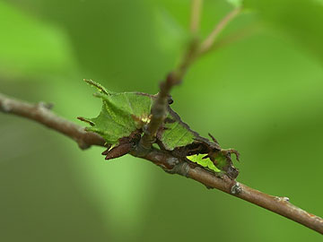 オオミスジの幼虫