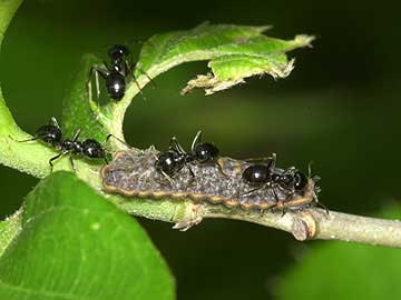 ムモンアカシジミの幼虫