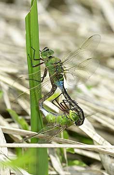 ギンヤンマの交尾