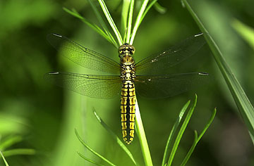 ハラビロトンボ