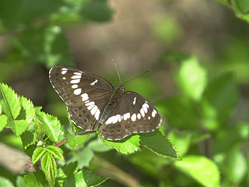 アサマイチモンジ