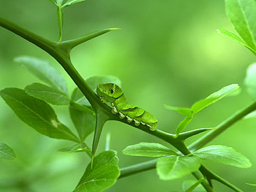 アゲハの幼虫