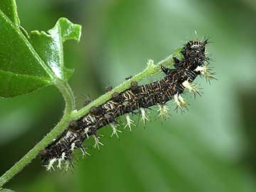 シータテハの幼虫