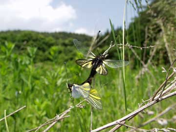 キバネツノトンボの交尾