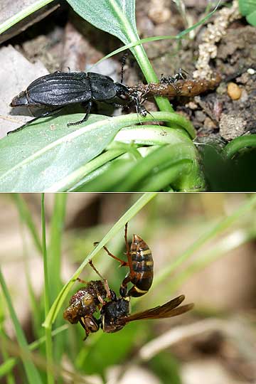 エサの取り合い