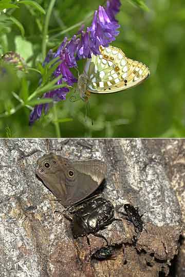 今日はじめて見たチョウ