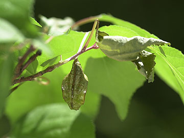 オオミスジの見事な擬態