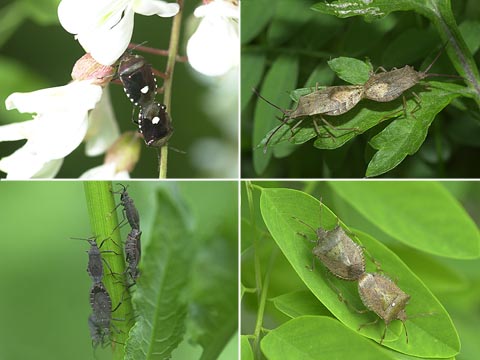 カメムシの交尾