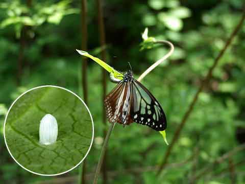 アサギマダラの産卵
