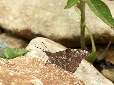 テングチョウの新成虫
