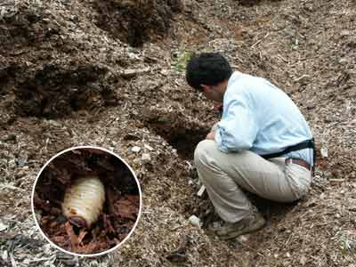 カブトムシの幼虫探し