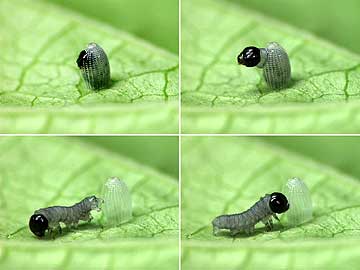 アサギマダラの孵化