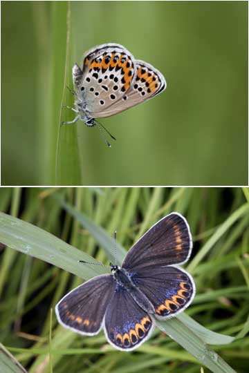 ミヤマシジミのメス