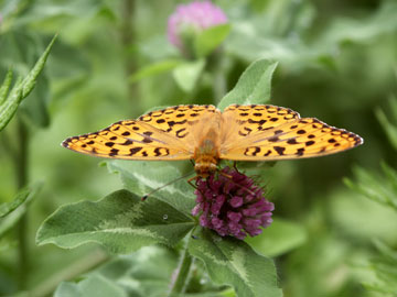 ギンボシヒョウモン