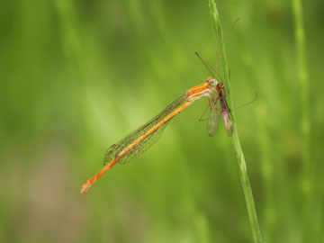ガガンボを食べるアジアイトトンボ