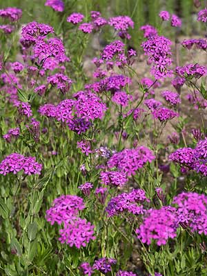 ムシトリナデシコ