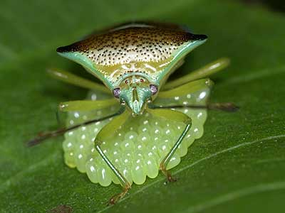 エサキモンキツノカメムシ