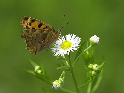 夏型のキタテハ