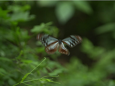 小諸のアサギマダラ