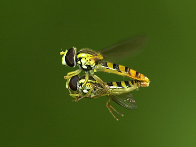 ホソヒラタアブの交尾飛翔