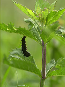 クジャクチョウの前蛹