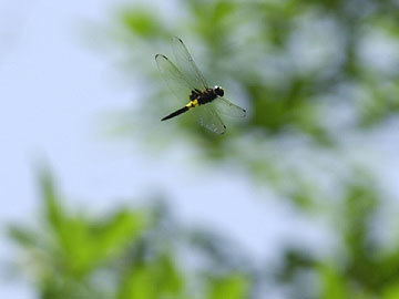 コシアキトンボ