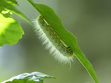 クスサンの幼虫
