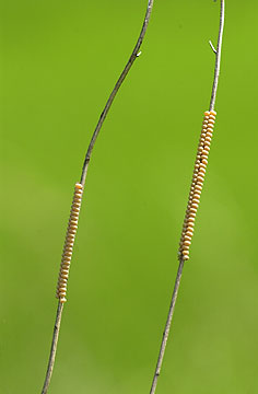 キバネツノトンボの卵