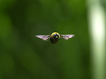 クマバチのホバリング