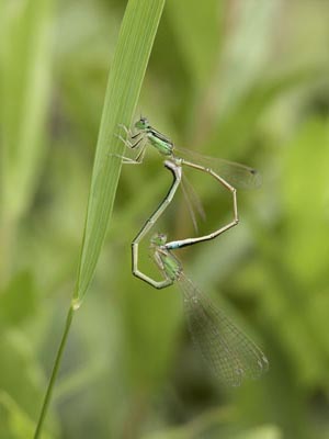 アジアイトトンボの交尾