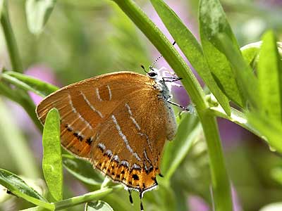 アカシジミの食事