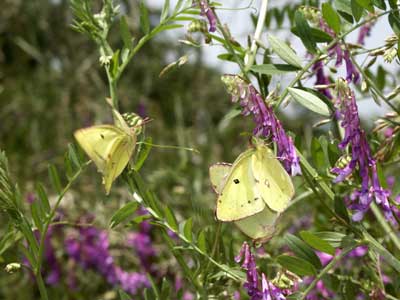 モンキチョウの交尾
