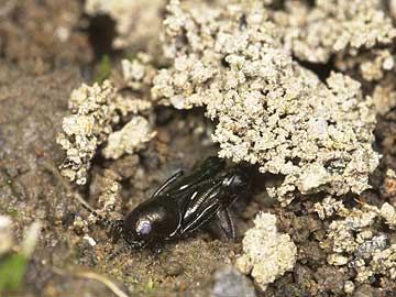 巣から出てきたノミバッタ