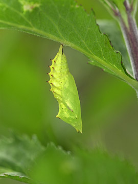 クジャクチョウの蛹