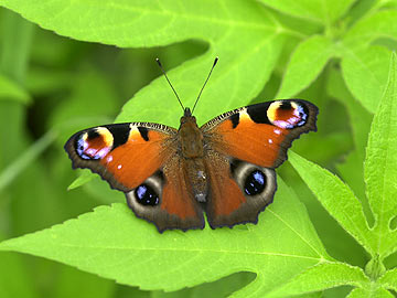 クジャクチョウ