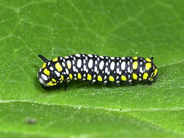アサギマダラの幼虫
