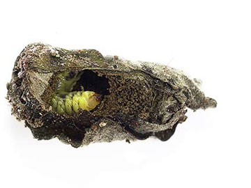 アシナガオトシブミの幼虫