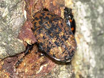 アカマダラコガネ