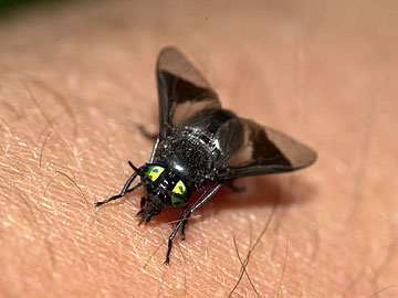 クロメクラアブ