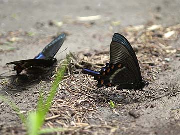 ミヤマカラスアゲハの吸水