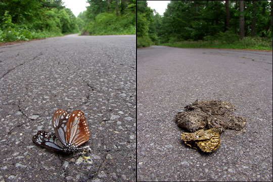 チョウの交通事故