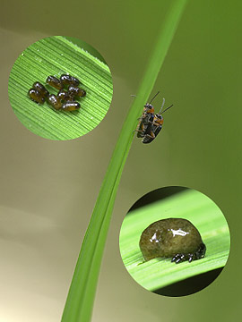 イネクビボソハムシ