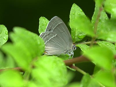 メスアカミドリシジミ