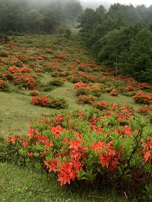 レンゲツツジ