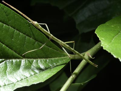 ナナフシの赤ちゃん