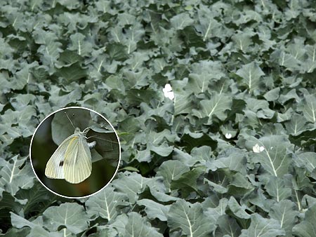 畑のモンシロチョウ