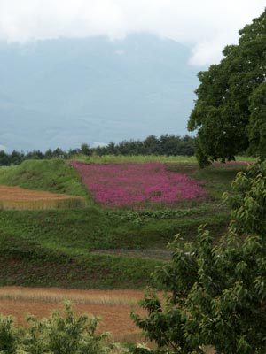 ムシトリナデシコ