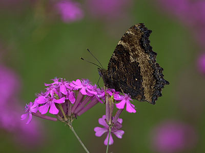 ヒオドシチョウの吸蜜