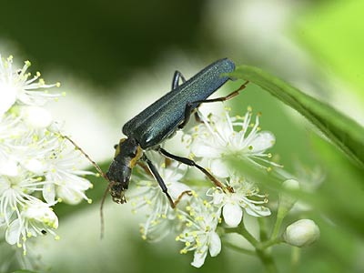 アオジョウカイ