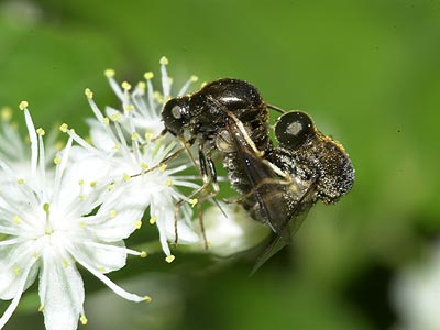 セダカコガシラアブ